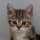 スコティッシュフォールド