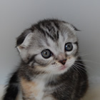 スコティッシュフォールド