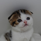 スコティッシュフォールド