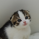 スコティッシュフォールド