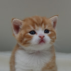 スコティッシュフォールド