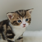 スコティッシュフォールド