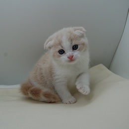 スコティシュホールド