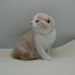 スコティシュホールド