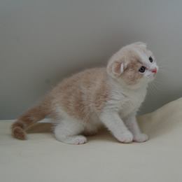 スコティシュホールド