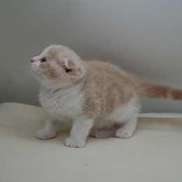 スコティシュホールド