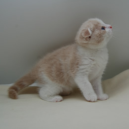 スコティシュホールド