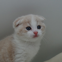 スコティシュホールド