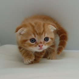 スコティシュホールド