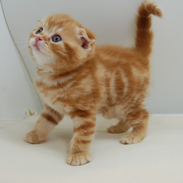 スコティシュホールド