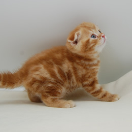 スコティシュホールド