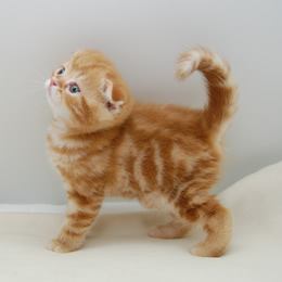 スコティシュホールド