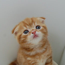 スコティシュホールド