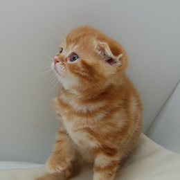 スコティシュホールド