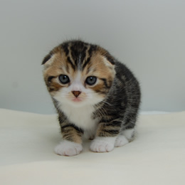 スコティシュホールド