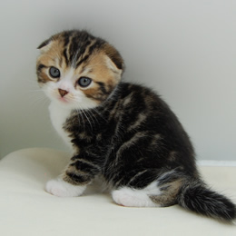 スコティシュホールド