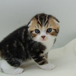 スコティシュホールド