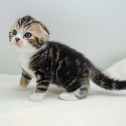 スコティシュホールド