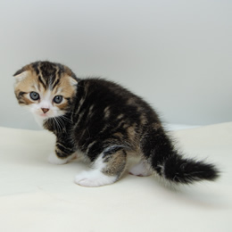 スコティシュホールド