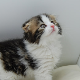 スコティシュホールド