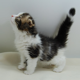 スコティシュホールド