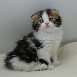 スコティシュホールド