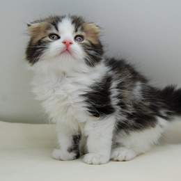 スコティシュホールド