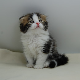 スコティシュホールド