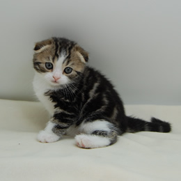 スコティシュホールド