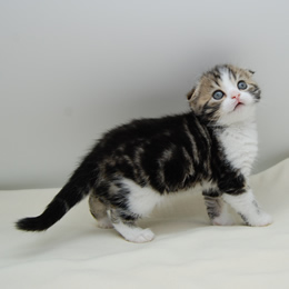 スコティシュホールド