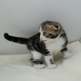 スコティシュホールド