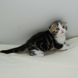 スコティシュホールド