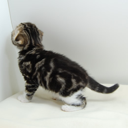 スコティシュホールド