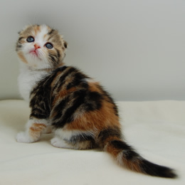 スコティシュホールド