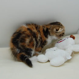 スコティシュホールド