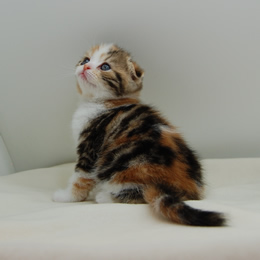 スコティシュホールド