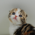 スコティッシュフォールド