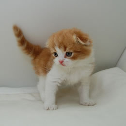 スコティッシュフォールド