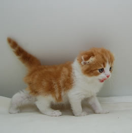 スコティッシュフォールド