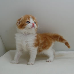 スコティッシュフォールド