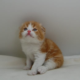 スコティッシュフォールド