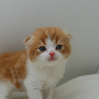 スコティッシュフォールド