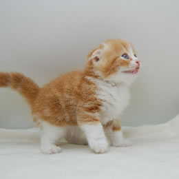 スコティッシュフォールド