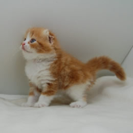 スコティッシュフォールド