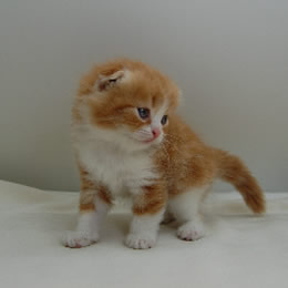 スコティッシュフォールド