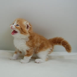 スコティッシュフォールド