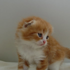 スコティッシュフォールド