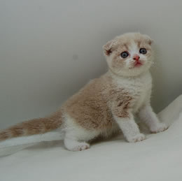 スコティッシュフォールド