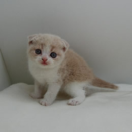 スコティッシュフォールド