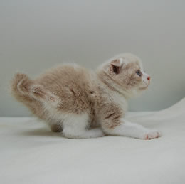 スコティッシュフォールド